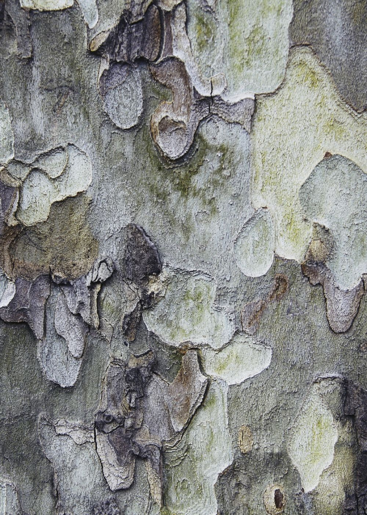 Free: Tree bark texture background, close