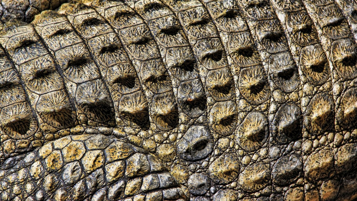 Crocodile Wallpaper Gifts & Merchandise for Sale | Redbubble