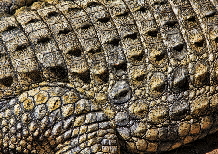 3,850 Crocodile Skin Close Up Stock Photos - Free & Royalty-Free