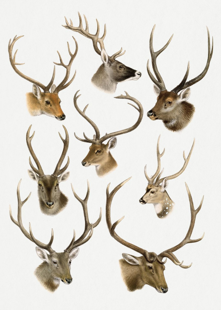 vintage,public domain,art,vintage illustrations,nature,illustration,forest,deer,animal,drawing,animal illustrations,artwork,rawpixel