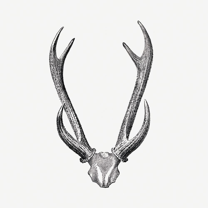 Free: Deer skull drawing, wildlife print