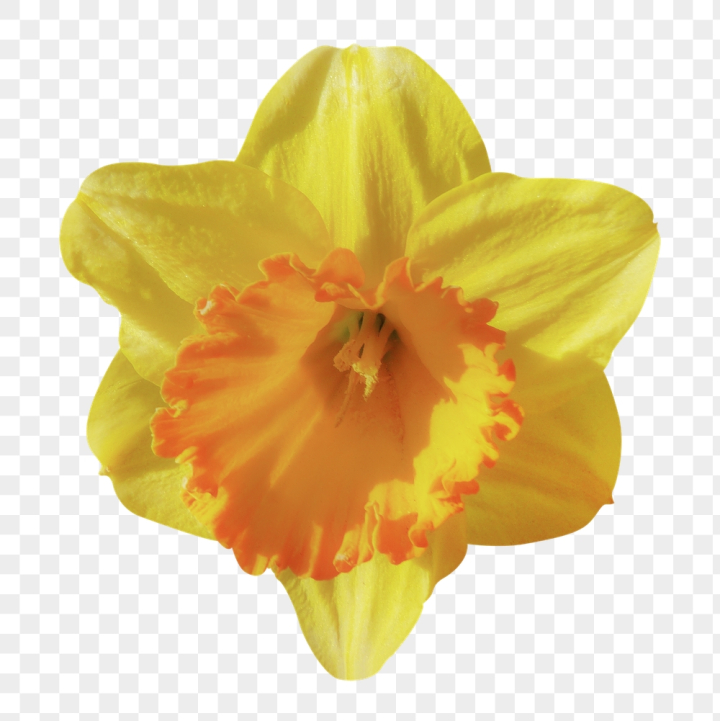 Free: Daffodil png, yellow flower clipart, | Free PNG - rawpixel - nohat.cc