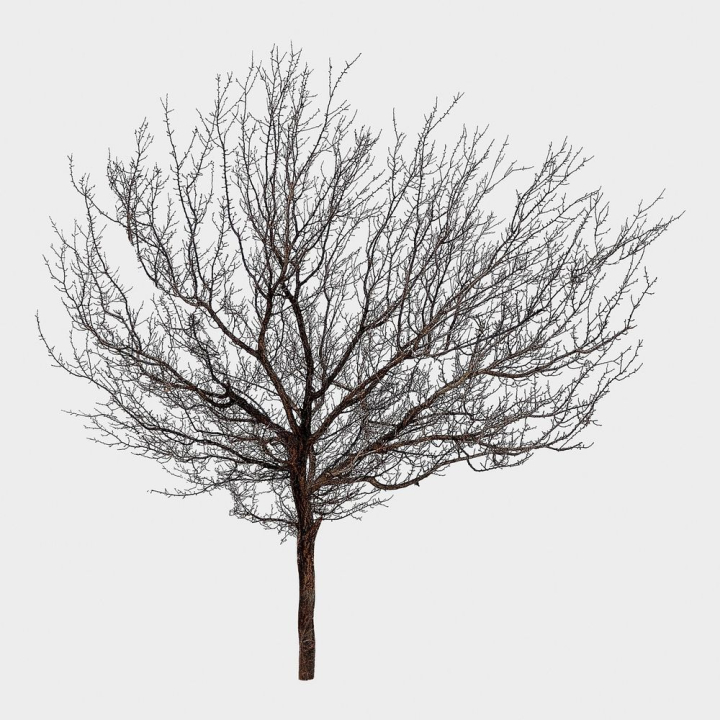 no leaf,tree,nature,black,collage element,winter,graphic,design,simple,clipart,printable,creepy,rawpixel