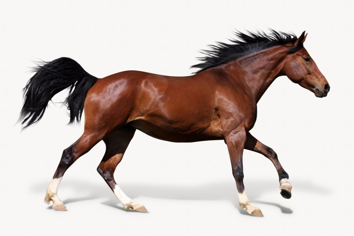 Free: Running horse isolated on white, | Free Photo - rawpixel 