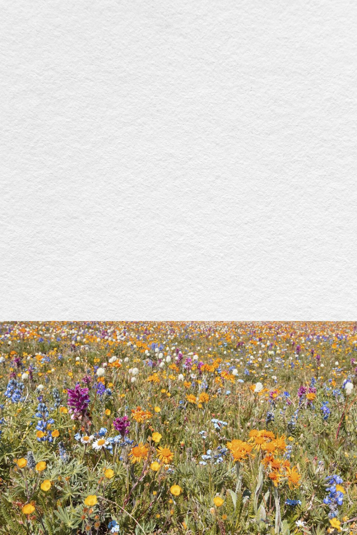 Free: Spring flower field background, aesthetic | Free Photo - rawpixel -  