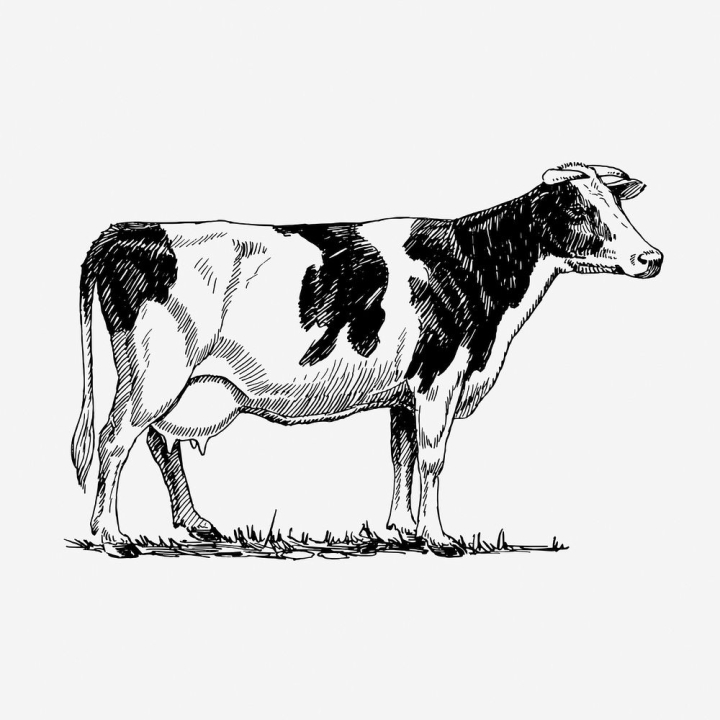 vintage,art,public domain,vintage illustrations,free,animals,black and white,drawing,ink,graphic,design,cow,rawpixel