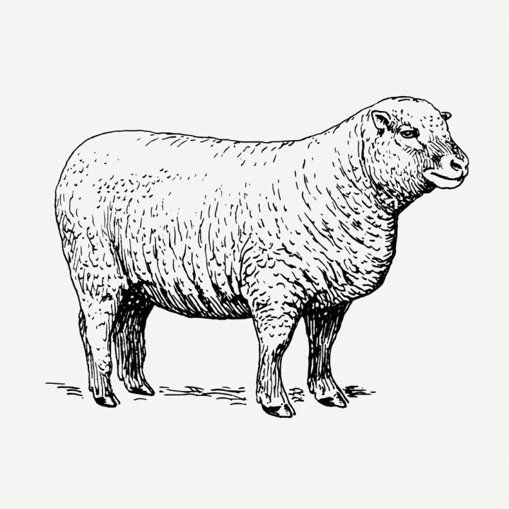 Free: Vintage sheep, farm animal clipart | Free PSD Illustration - rawpixel  