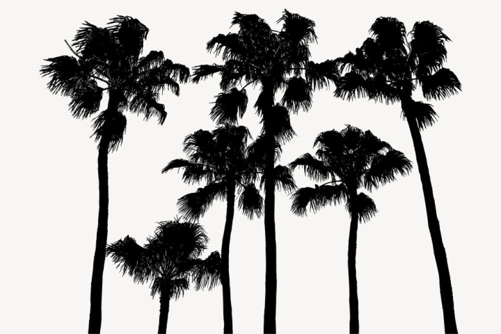 Palm Tree Images  Free HD Backgrounds, PNGs, Vectors & Templates - rawpixel