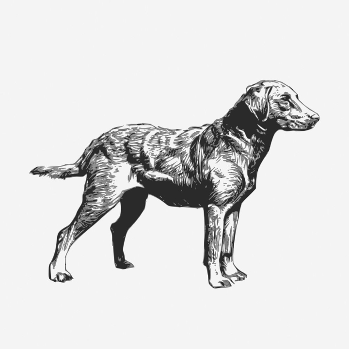 vintage,public domain,black,illustration,dog,cute,black and white,animals,ink,pet,design,hand drawn,rawpixel