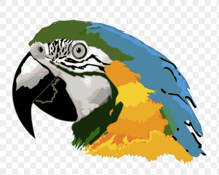 colours,rawpixel,face,png,public domain,blue,green,illustrations,bird,feather,yellow,free,animal