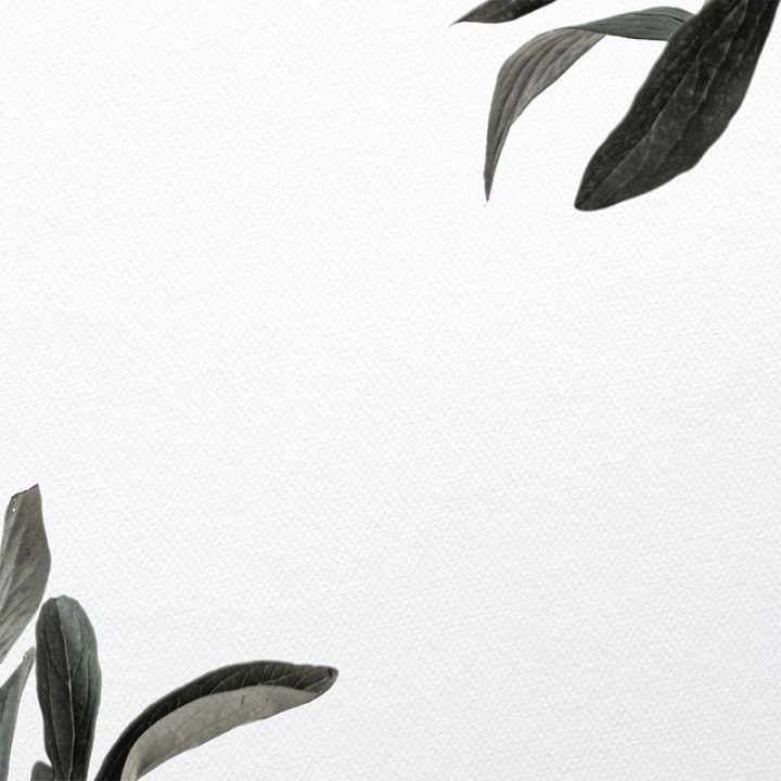 background,aesthetic,instagram,leaves,green,minimal,botanical,white,instagram post,colour,square,graphic,rawpixel