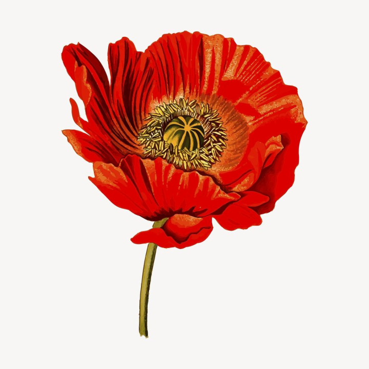 Red poppy clipart, flower illustration | Free PSD - rawpixel - PSD ...