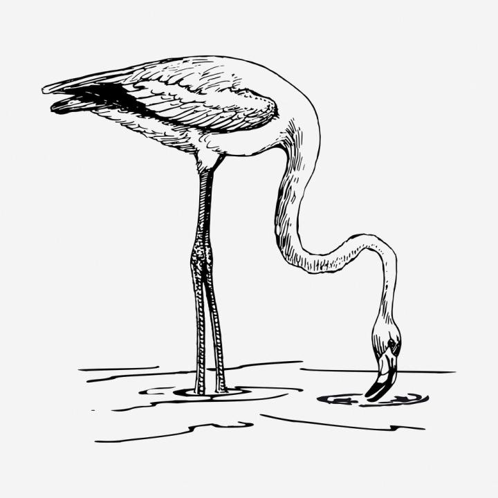 Hand Drawn Flamingo Bird in Ornate Fancy Doodle Style. Stock Illustration -  Illustration of fancy, nature: 70873545