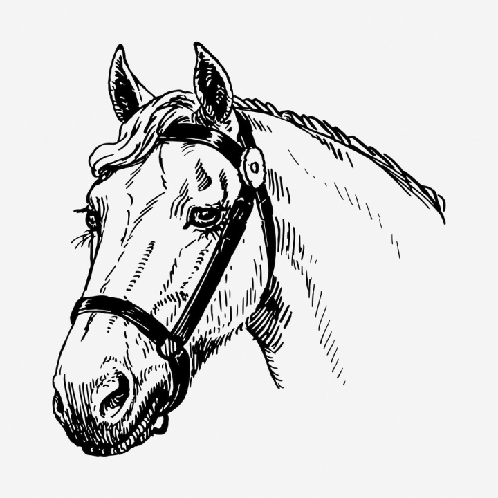 Premium Vector | Vector silhouette of a horse's head wild animals horse head  icon or logo