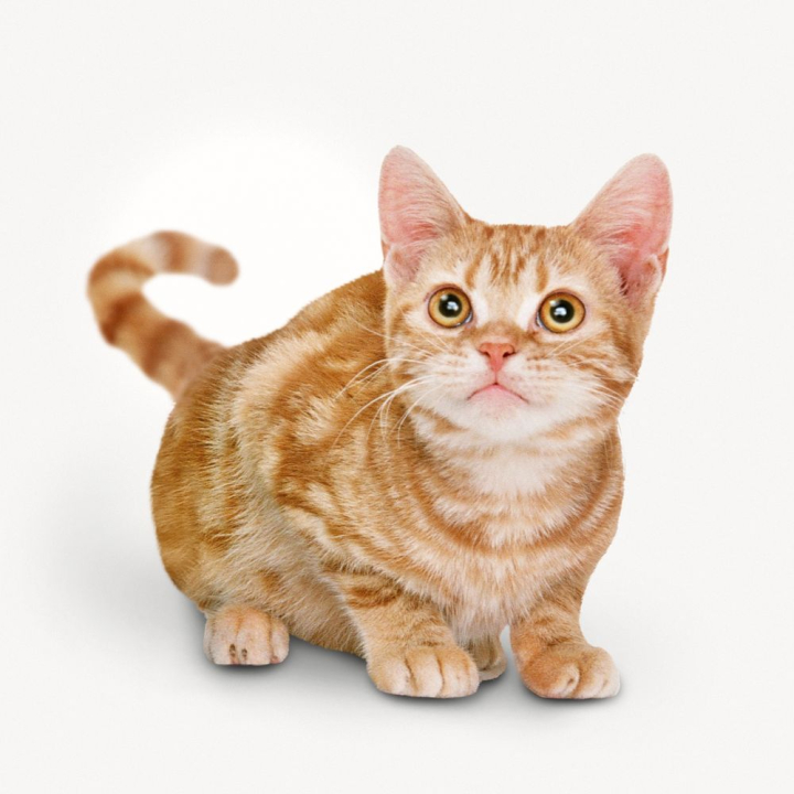 Animal, cat, feline, ginger, orange, pet, sit icon - Download on