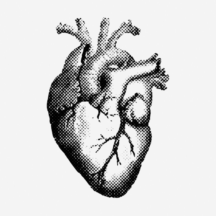 heart,vintage,public domain,illustrations,retro,halloween,free,black and white,drawing,medical,graphic,design,rawpixel