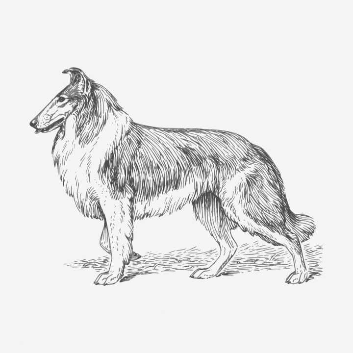 vintage,public domain,illustrations,dog,free,animal,black and white,drawing,pet,graphic,design,sketch,rawpixel