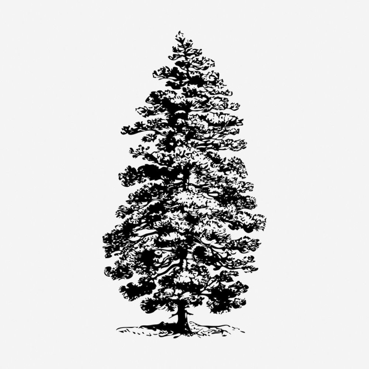 Fir Tree Drawing Stock Illustration - Download Image Now - Tree, Sketch,  Black And White - iStock