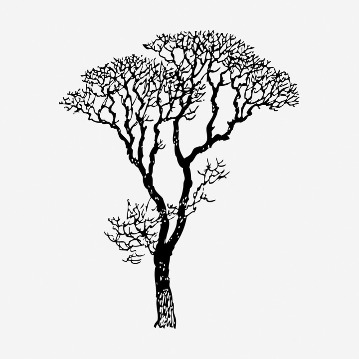 Bare tree cartoon outline vector design isolated on white background Stock  Photo  Alamy