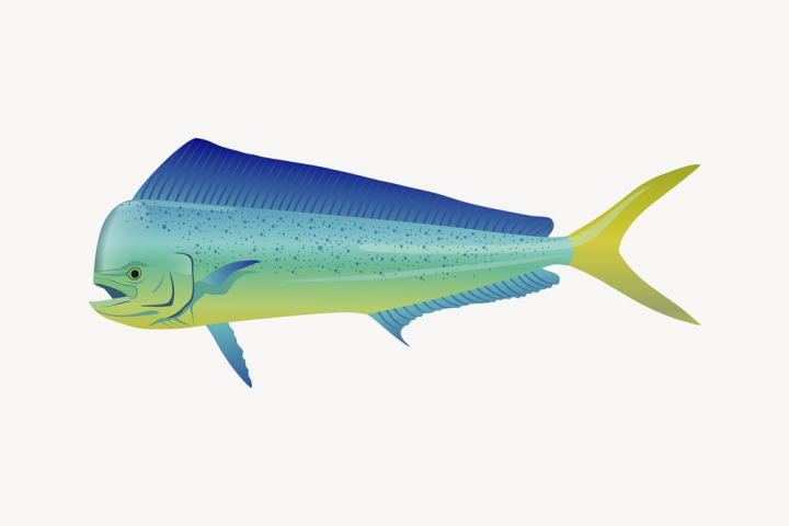 mahi mahi clipart