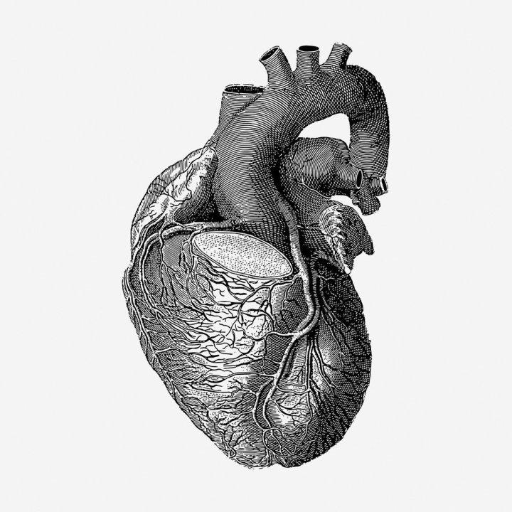 heart,vintage,public domain,illustrations,free,black and white,drawing,healthcare,anatomy,medical,graphic,design,rawpixel