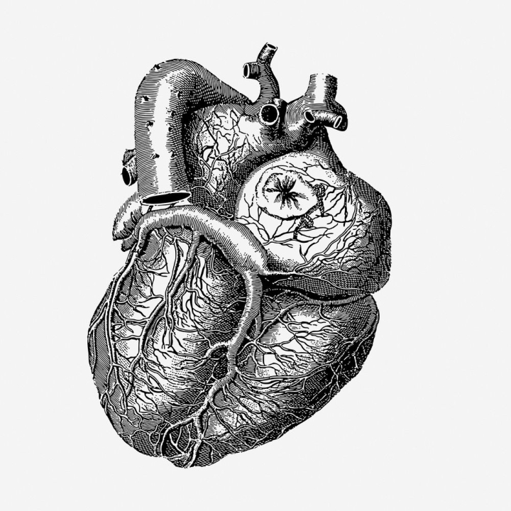 heart,vintage,public domain,illustrations,free,black and white,drawing,healthcare,anatomy,medical,graphic,design,rawpixel