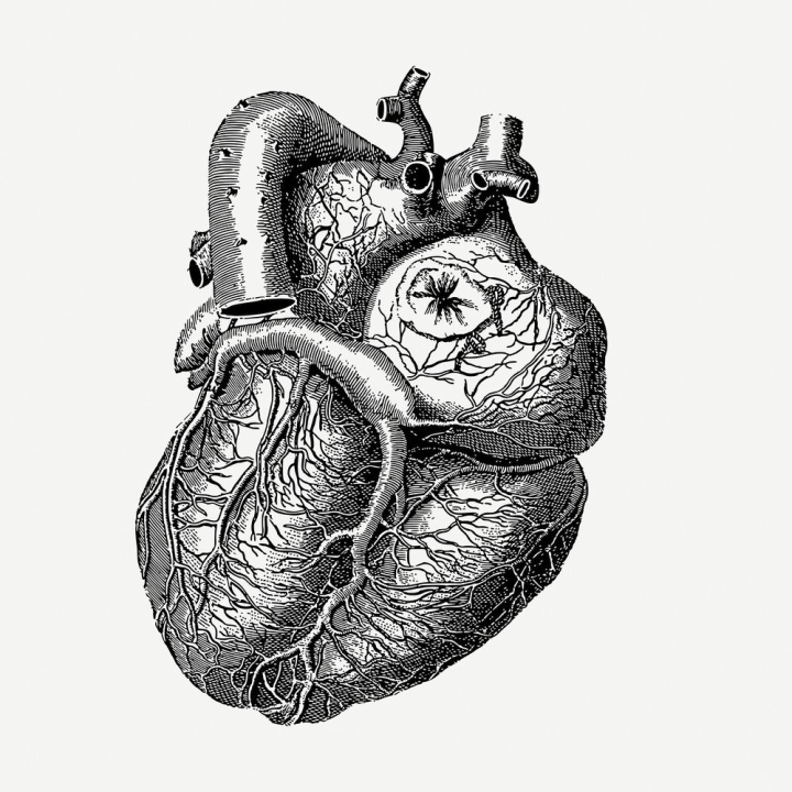 sticker,heart,vintage,public domain,collage,illustrations,collage element,free,black and white,drawing,healthcare,anatomy,rawpixel