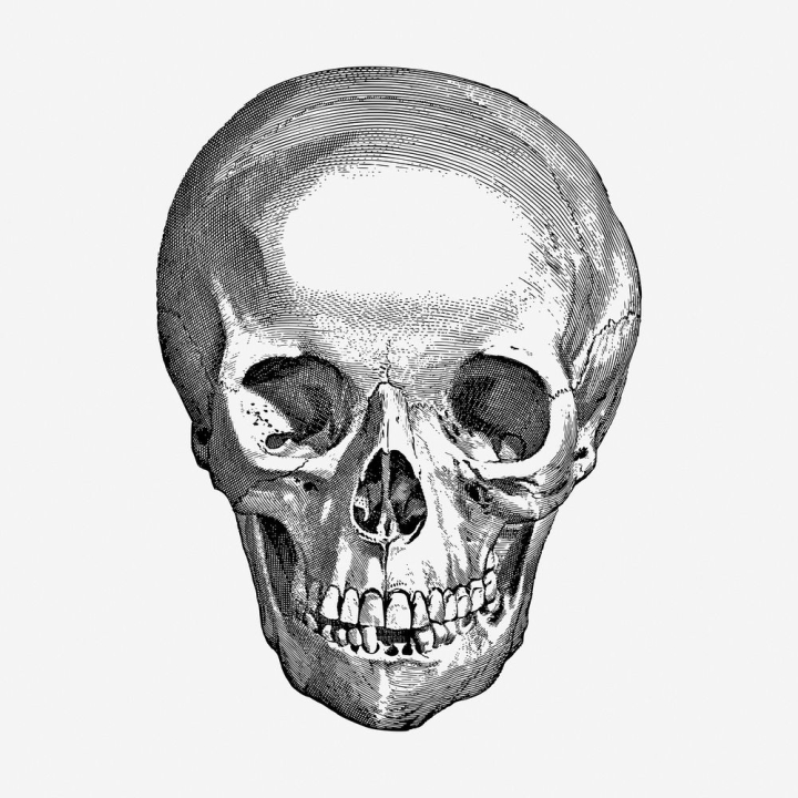 vintage,public domain,illustrations,halloween,gothic,free,skull,black and white,drawing,healthcare,anatomy,medical,rawpixel