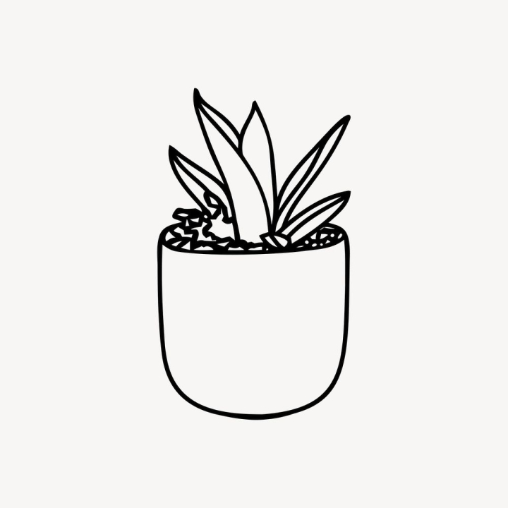 Sansevieria masoniana - whale fin snake plant-paddle plant. hand draw sketch  vector. | CanStock