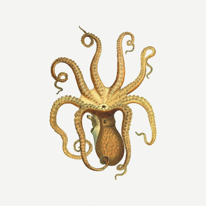 vintage,public domain,ocean,illustration,sea,collage element,octopus,yellow,animals,colour,graphic,design,rawpixel