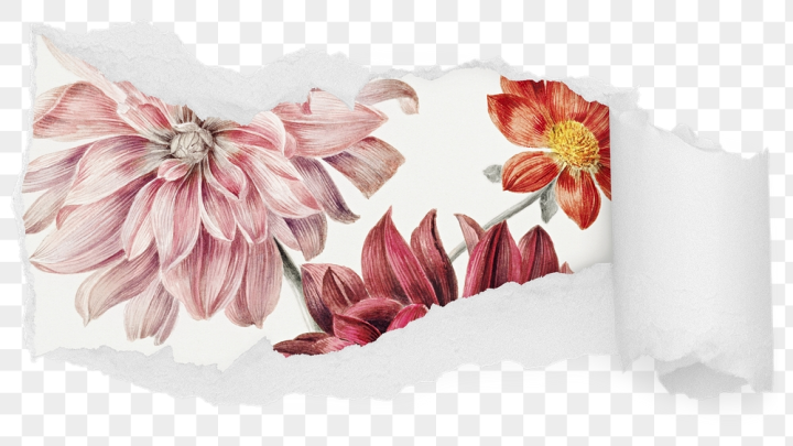 painting,rawpixel,aesthetic,flower,png,sticker,vintage,public domain,pink,nature,floral,botanical,illustration