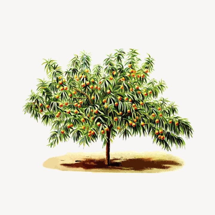 plant,tree,public domain,green,tropical,botanical,illustrations,fruit,free,peach,colour,graphic,rawpixel