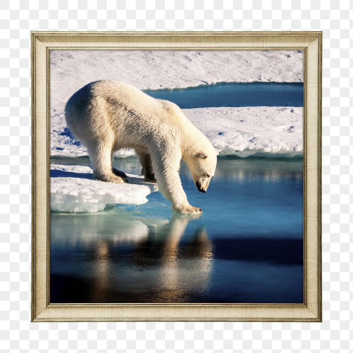 animal,rawpixel,frame,png,sticker,collage,nature,ocean,sticker png,collage element,sea,water,snow
