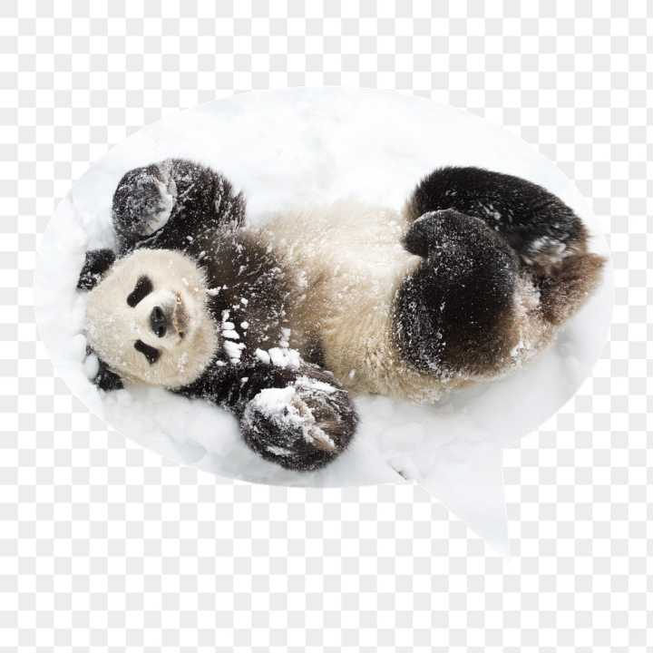 Baby panda png images