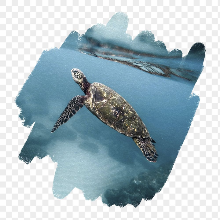 Turtle, Brush Downloads