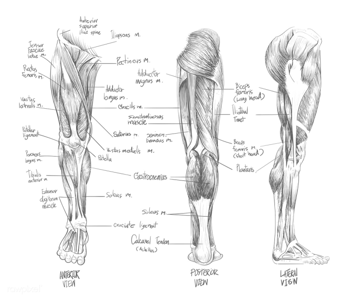 1138 Muscular System Drawing Images Stock Photos  Vectors  Shutterstock