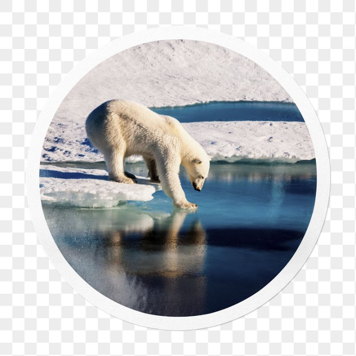 pollution,rawpixel,png,sticker,ocean,polaroid frame,circle,white,ice,water,photo,snow,animal