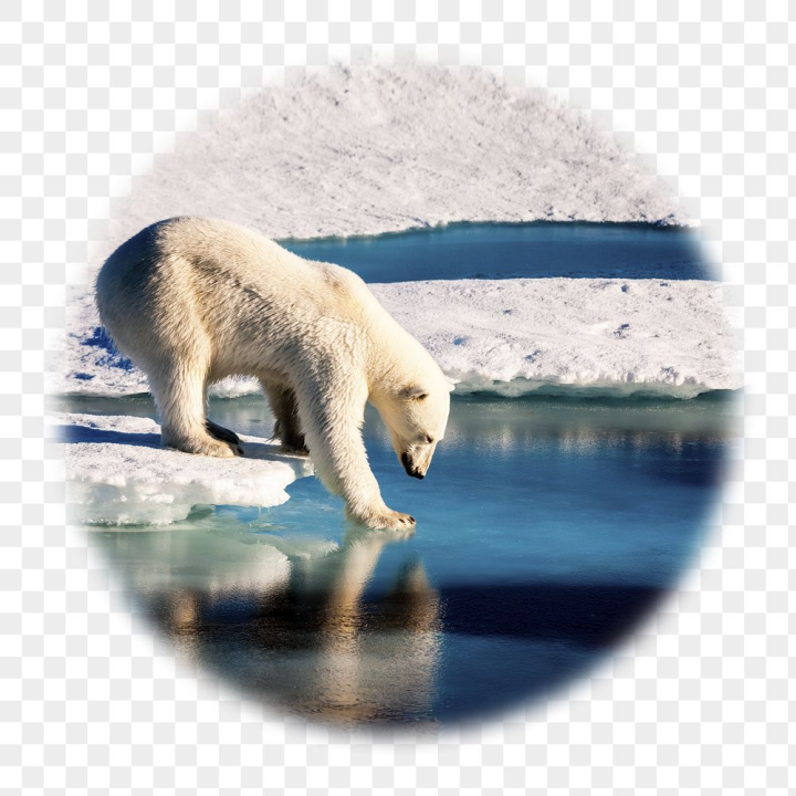 badge,rawpixel,png,sticker,shape,ocean,circle,ice,water,photo,snow,white,animal