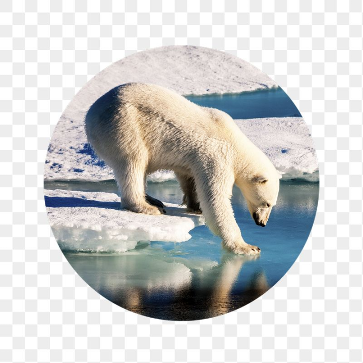 badge,rawpixel,png,sticker,png element,nature,circle,white,ice,collage element,sea,water,animal