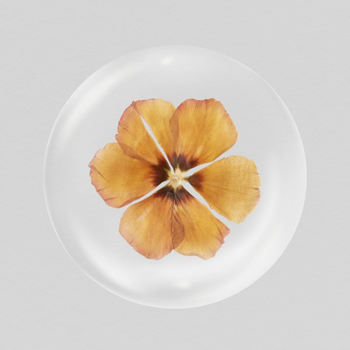 aesthetic,flower,sticker,collage,nature,in bubble,floral,botanical,circle,dried flower,orange,dry flower,rawpixel