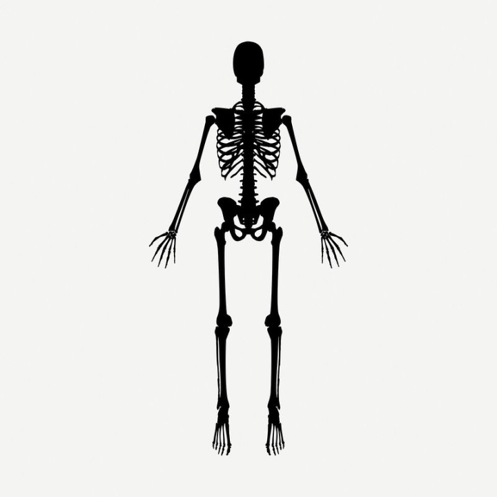 vintage,public domain,black,illustrations,collage element,free,black and white,anatomy,drawing,medical,graphic,skeleton,rawpixel