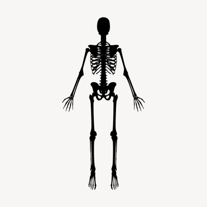 vintage,public domain,black,illustrations,vector,free,black and white,anatomy,drawing,medical,graphic,skeleton,rawpixel