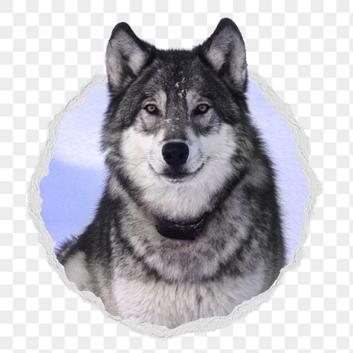 Free: Siberian husky png sticker, dog