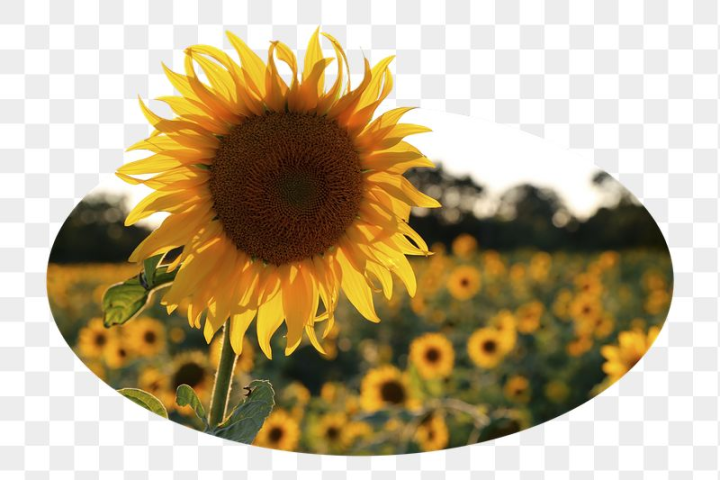 spring,rawpixel,background,plant,flower,png,nature,sticker png,sunflower,floral,botanical,collage element,photo