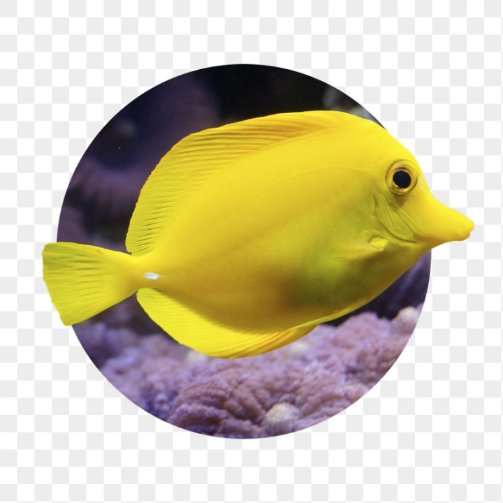 fish,rawpixel,png,ocean,sticker png,wave,tropical,portrait,collage element,water,sea,photo,yellow