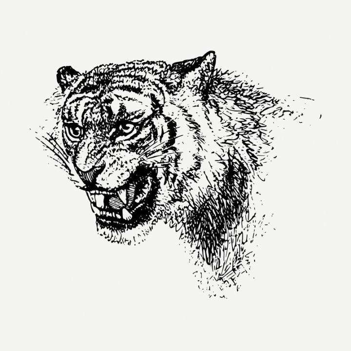 A grey tiger roaring. Illustration of a grey tiger roaring on a white  background. | CanStock
