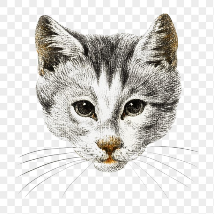 drawing,rawpixel,face,png,sticker,vintage,art,illustration,cat,cute,collage element,animal,color