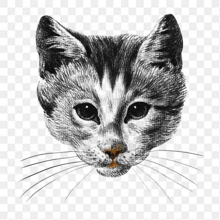 drawing,rawpixel,face,png,sticker,vintage,art,illustration,cat,cute,collage element,animal,black and white