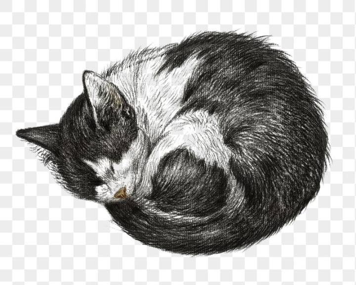 pet,rawpixel,png,sticker,vintage,art,illustration,cat,cute,collage element,animal,black and white,drawing