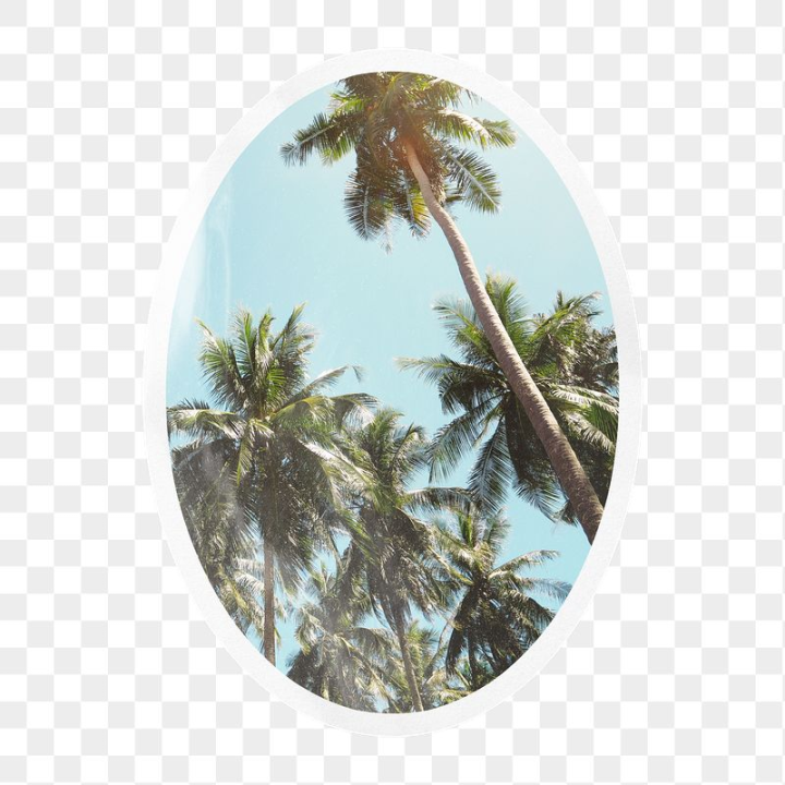 beach,rawpixel,png,sticker,blue,journal sticker,collage,nature,shape,sticker png,palm trees,tropical,sky
